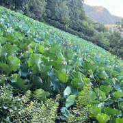 ヒメ日記 2025/08/20 00:48 投稿 まり ピーチパイ