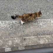 ヒメ日記 2025/07/14 01:24 投稿 くれは ピーチパイ