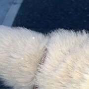 ヒメ日記 2026/01/04 01:44 投稿 くれは ピーチパイ