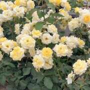 ヒメ日記 2025/07/12 11:41 投稿 かなで ピーチパイ