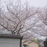 ヒメ日記 2026/04/06 23:01 投稿 さくら ピーチパイ