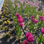 ヒメ日記 2026/01/06 23:27 投稿 夢見留すず 五反田ウルトラファンタジー