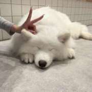 ななせ さもえどわんわん えぷどる