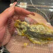 あさの アジ🐟とサボテン🌵 熟女の風俗最終章 沼津店