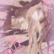 ヒメ日記 2025/11/30 23:55 投稿 結城　ましろ 川崎南町人妻高級ソープ エル・カーヒル(ELCURHIL)秘密の刻