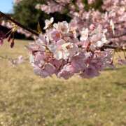 ヒメ日記 2026/04/03 16:50 投稿 ♡みにぃ♡ 梅田ムチぽよ女学院