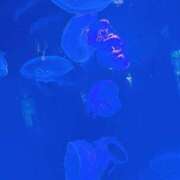 ヒメ日記 2025/06/30 21:45 投稿 くぅ 宮崎ちゃんこ都城店