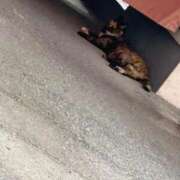 ヒメ日記 2025/09/05 16:39 投稿 くぅ 宮崎ちゃんこ都城店