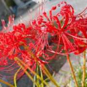 ヒメ日記 2025/11/04 19:31 投稿 くぅ 宮崎ちゃんこ都城店