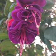 ヒメ日記 2025/06/10 15:50 投稿 田所 はる 人妻セレブ宮殿