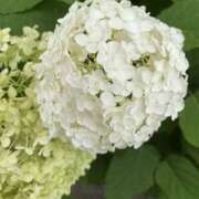 ヒメ日記 2025/06/30 13:45 投稿 アヤ Club 妻