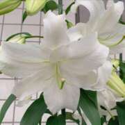 ヒメ日記 2025/07/21 13:38 投稿 アヤ Club 妻