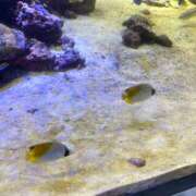 ヒメ日記 2025/07/31 20:17 投稿 アヤ Club 妻