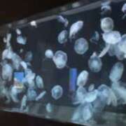 ヒメ日記 2025/09/12 09:02 投稿 アヤ Club 妻