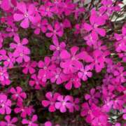 ヒメ日記 2026/03/27 11:57 投稿 アヤ Club 妻