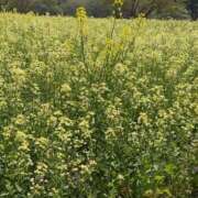 ヒメ日記 2026/04/18 10:09 投稿 アヤ Club 妻