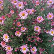 ヒメ日記 2025/12/17 12:18 投稿 みお みせすはーと