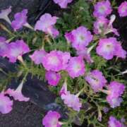 ヒメ日記 2025/07/13 11:58 投稿 千葉 熟女デリヘル倶楽部