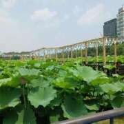 ヒメ日記 2025/07/17 13:26 投稿 千葉 熟女デリヘル倶楽部