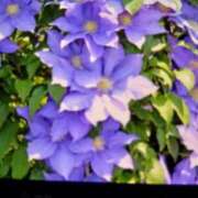 ヒメ日記 2025/07/24 09:54 投稿 千葉 熟女デリヘル倶楽部