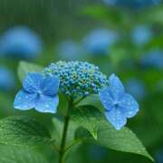 ヒメ日記 2025/06/25 07:07 投稿 早見 HERMINE-エルミネ-