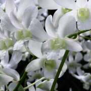 ヒメ日記 2025/07/10 08:17 投稿 早見 HERMINE-エルミネ-