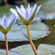 ヒメ日記 2025/07/11 09:22 投稿 早見 HERMINE-エルミネ-