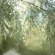 ヒメ日記 2025/07/15 10:29 投稿 早見 HERMINE-エルミネ-