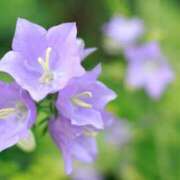 ヒメ日記 2025/07/24 12:35 投稿 早見 HERMINE-エルミネ-