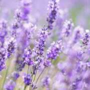 ヒメ日記 2025/08/18 09:35 投稿 早見 HERMINE-エルミネ-