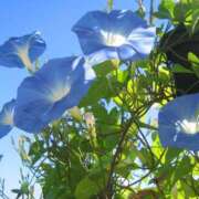 ヒメ日記 2025/08/25 12:11 投稿 早見 HERMINE-エルミネ-