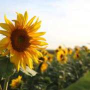 ヒメ日記 2025/08/30 12:27 投稿 早見 HERMINE-エルミネ-