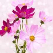 ヒメ日記 2025/09/05 20:45 投稿 早見 HERMINE-エルミネ-