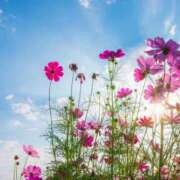 ヒメ日記 2025/09/11 13:40 投稿 早見 HERMINE-エルミネ-