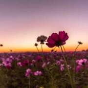 ヒメ日記 2025/09/14 18:49 投稿 早見 HERMINE-エルミネ-