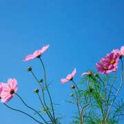 ヒメ日記 2025/09/22 13:58 投稿 早見 HERMINE-エルミネ-