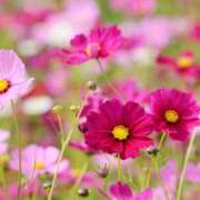 ヒメ日記 2025/10/15 09:43 投稿 早見 HERMINE-エルミネ-