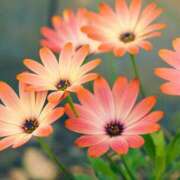 ヒメ日記 2025/10/20 14:28 投稿 早見 HERMINE-エルミネ-