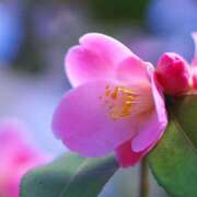 ヒメ日記 2025/11/10 13:42 投稿 早見 HERMINE-エルミネ-