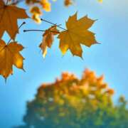 ヒメ日記 2025/11/19 10:07 投稿 早見 HERMINE-エルミネ-