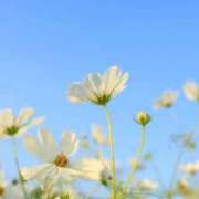 ヒメ日記 2025/11/27 11:47 投稿 早見 HERMINE-エルミネ-