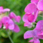 ヒメ日記 2026/01/09 12:40 投稿 早見 HERMINE-エルミネ-