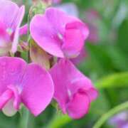 ヒメ日記 2026/01/31 16:03 投稿 早見 HERMINE-エルミネ-