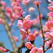 ヒメ日記 2026/02/13 15:18 投稿 早見 HERMINE-エルミネ-