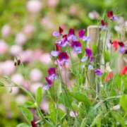 ヒメ日記 2026/02/24 14:59 投稿 早見 HERMINE-エルミネ-