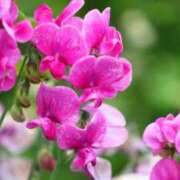 ヒメ日記 2026/03/13 14:53 投稿 早見 HERMINE-エルミネ-