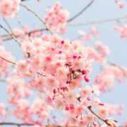 ヒメ日記 2026/03/28 18:15 投稿 早見 HERMINE-エルミネ-