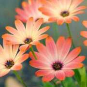 早見 おはようございます☀ HERMINE-エルミネ-