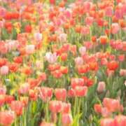 ヒメ日記 2026/04/25 08:02 投稿 早見 HERMINE-エルミネ-