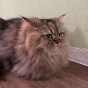 ヒメ日記 2025/12/14 21:33 投稿 ひなた FROZEN(フローズン)